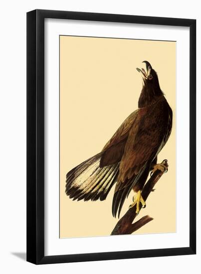 Young Bald Eagle-John James Audubon-Framed Giclee Print