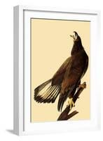 Young Bald Eagle-John James Audubon-Framed Giclee Print