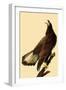 Young Bald Eagle-John James Audubon-Framed Giclee Print