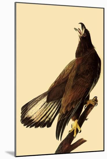 Young Bald Eagle-John James Audubon-Mounted Giclee Print