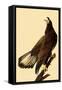 Young Bald Eagle-John James Audubon-Framed Stretched Canvas