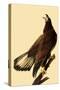 Young Bald Eagle-John James Audubon-Stretched Canvas