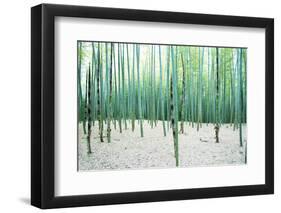 Young Bamboo Forest, with Some New Bamboo Shoots-landio-Framed Photographic Print