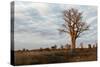 Young Baobab Tree-Michele Westmorland-Stretched Canvas