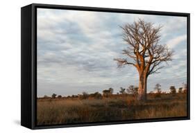 Young Baobab Tree-Michele Westmorland-Framed Stretched Canvas