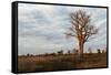 Young Baobab Tree-Michele Westmorland-Framed Stretched Canvas