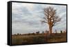 Young Baobab Tree-Michele Westmorland-Framed Stretched Canvas