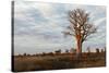 Young Baobab Tree-Michele Westmorland-Stretched Canvas