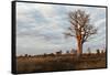 Young Baobab Tree-Michele Westmorland-Framed Stretched Canvas