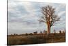 Young Baobab Tree-Michele Westmorland-Stretched Canvas