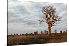 Young Baobab Tree-Michele Westmorland-Stretched Canvas