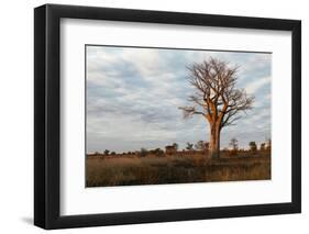 Young Baobab Tree-Michele Westmorland-Framed Premium Photographic Print