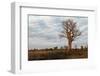 Young Baobab Tree-Michele Westmorland-Framed Premium Photographic Print