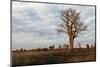 Young Baobab Tree-Michele Westmorland-Mounted Premium Photographic Print