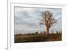 Young Baobab Tree-Michele Westmorland-Framed Photographic Print