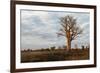 Young Baobab Tree-Michele Westmorland-Framed Photographic Print