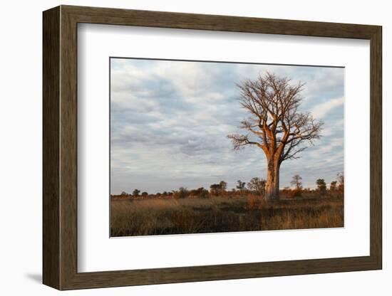 Young Baobab Tree-Michele Westmorland-Framed Photographic Print