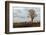 Young Baobab Tree-Michele Westmorland-Framed Photographic Print