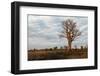 Young Baobab Tree-Michele Westmorland-Framed Photographic Print