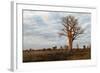Young Baobab Tree-Michele Westmorland-Framed Photographic Print
