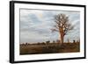 Young Baobab Tree-Michele Westmorland-Framed Photographic Print