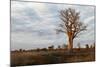 Young Baobab Tree-Michele Westmorland-Mounted Photographic Print