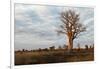 Young Baobab Tree-Michele Westmorland-Framed Photographic Print