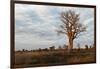 Young Baobab Tree-Michele Westmorland-Framed Photographic Print