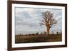 Young Baobab Tree-Michele Westmorland-Framed Photographic Print