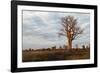 Young Baobab Tree-Michele Westmorland-Framed Photographic Print