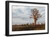 Young Baobab Tree-Michele Westmorland-Framed Photographic Print