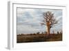 Young Baobab Tree-Michele Westmorland-Framed Photographic Print