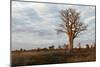Young Baobab Tree-Michele Westmorland-Mounted Photographic Print