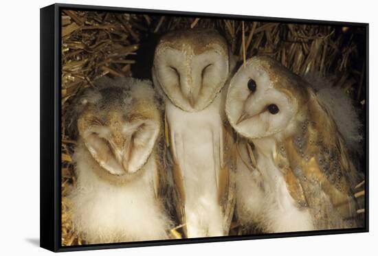 Young Barn Owls-Duncan Shaw-Framed Stretched Canvas