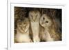 Young Barn Owls-Duncan Shaw-Framed Photographic Print