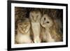 Young Barn Owls-Duncan Shaw-Framed Photographic Print