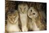 Young Barn Owls-Duncan Shaw-Mounted Photographic Print