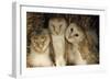 Young Barn Owls-Duncan Shaw-Framed Photographic Print