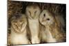 Young Barn Owls-Duncan Shaw-Mounted Photographic Print