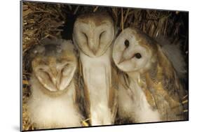 Young Barn Owls-Duncan Shaw-Mounted Photographic Print