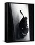 Young Bassist Member of Alexander Schneider's New York String Orchestra Tuning His Instrument-Gjon Mili-Framed Stretched Canvas