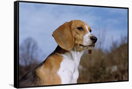 Young Beagle-null-Framed Stretched Canvas
