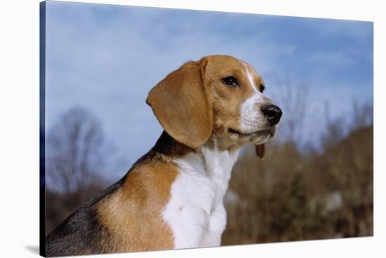 Young Beagle-null-Stretched Canvas