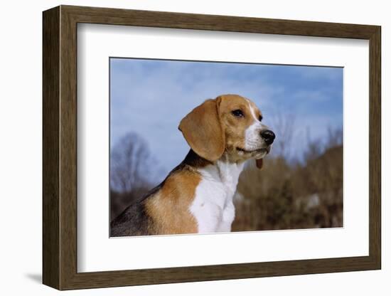 Young Beagle-null-Framed Photographic Print