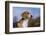 Young Beagle-null-Framed Photographic Print