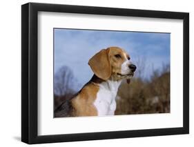 Young Beagle-null-Framed Photographic Print