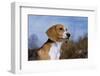 Young Beagle-null-Framed Photographic Print