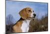 Young Beagle-null-Mounted Photographic Print