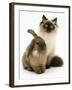 Young Birman-Cross Cat with Dwarf Lionhead Rabbit-Jane Burton-Framed Photographic Print