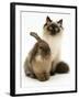 Young Birman-Cross Cat with Dwarf Lionhead Rabbit-Jane Burton-Framed Photographic Print